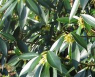 Бадьян (звездчатый анис) — звезда среди пряностей Растение и специя бадьян: как выглядит